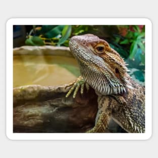 Agama Lizard Sticker